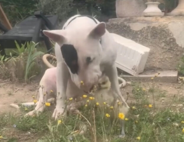 Sì, l’amicizia tra questa anatra e il Bull Terrier sembra un sogno ma è realtà