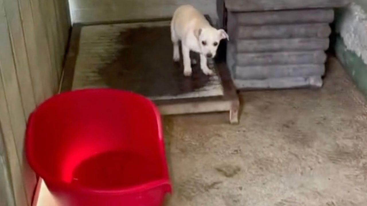 Cane cerca di scappare