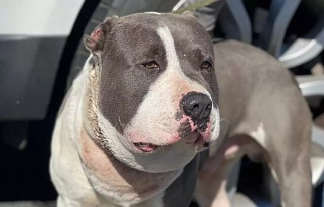 Trova un Pitbull con la testa gonfia, quando scopre la verità rimane senza parole