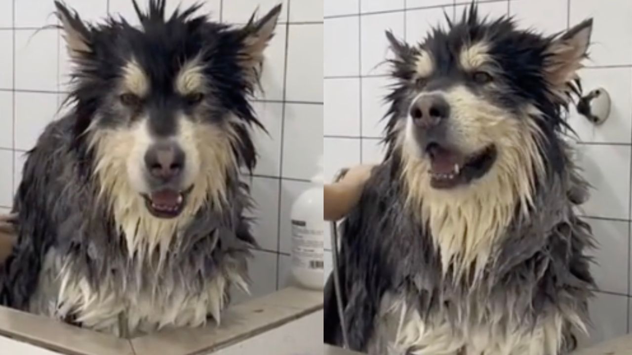 Cane fa il bagno