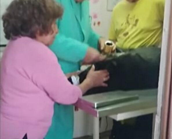 Una storia terribile: questo veterinario senza cuore ha fatto del male al cane, senza alcuna pietà