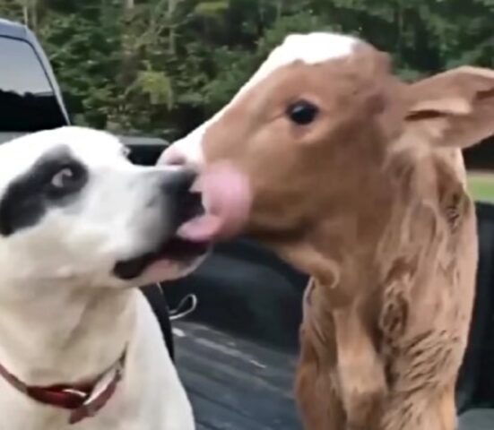 Un’amicizia che scioglie i cuori: il cane e il vitello si incontrano e si innamorano