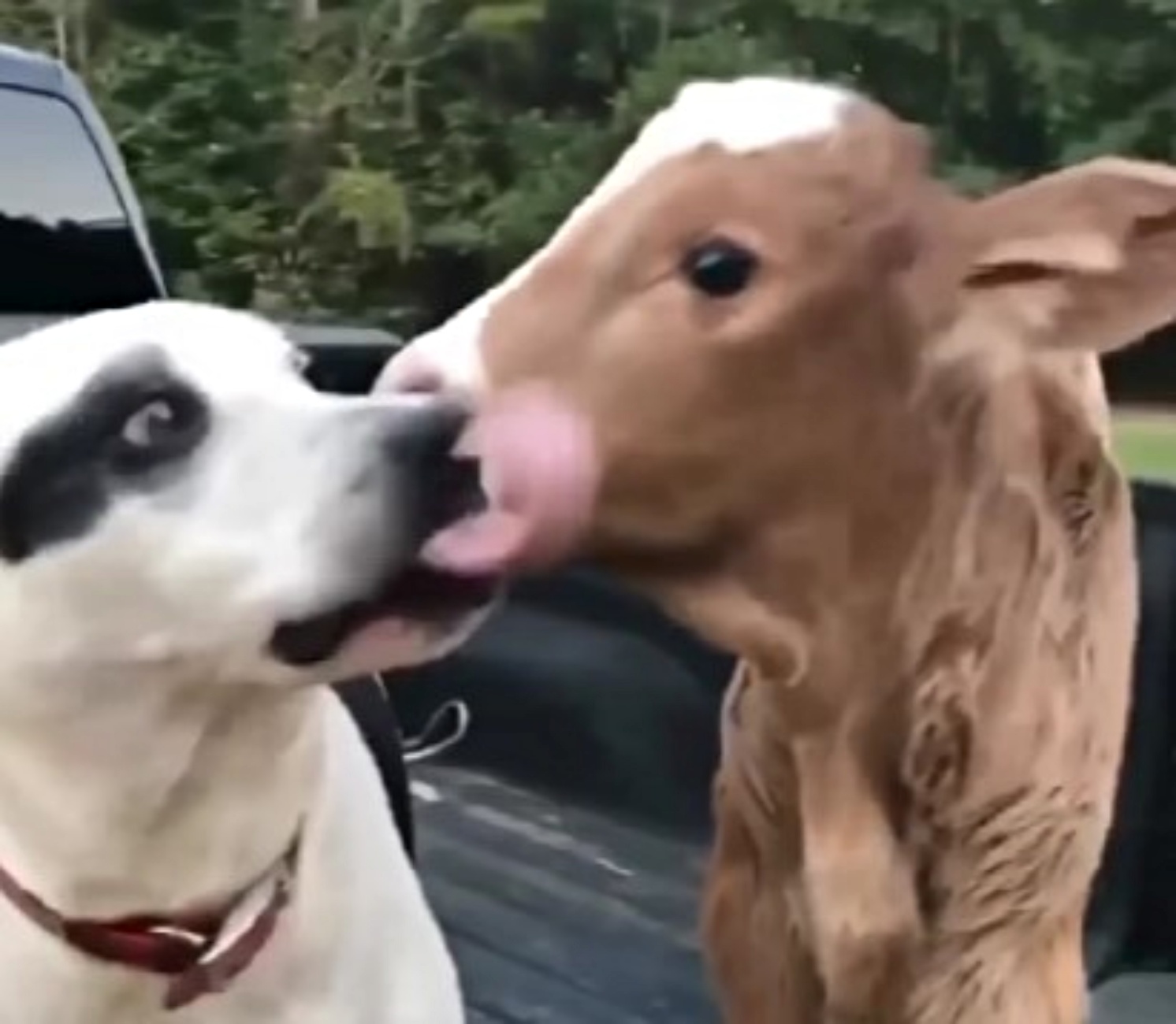 cane e vitello
