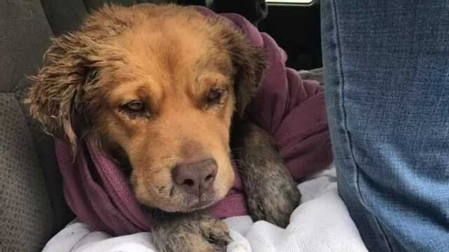 Veniva bullizzato e trattato male anche dagli altri cani: il Golden Retriever ha una storia triste