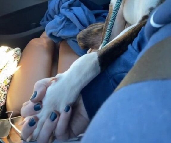 Cane adottato dà la mano alla nuova proprietaria nel viaggio verso la sua casa per sempre