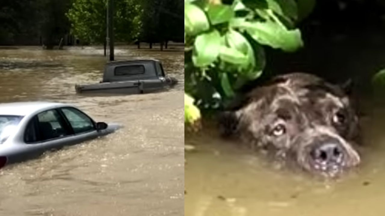 cane che cerca di salvarsi