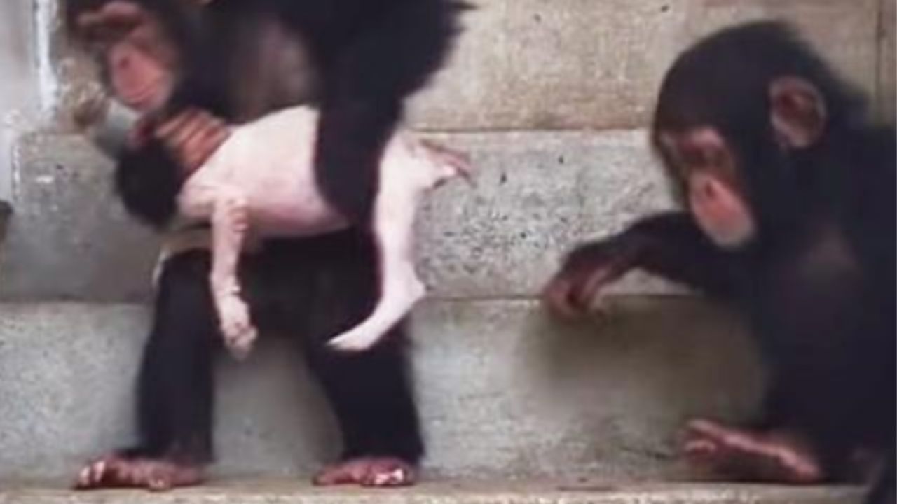 scimmie sugli scalini che trasportano un cane
