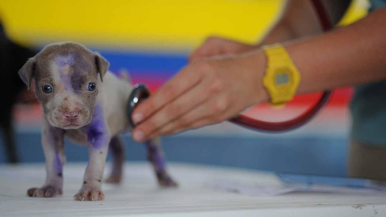 Cane visitato dal veterinario