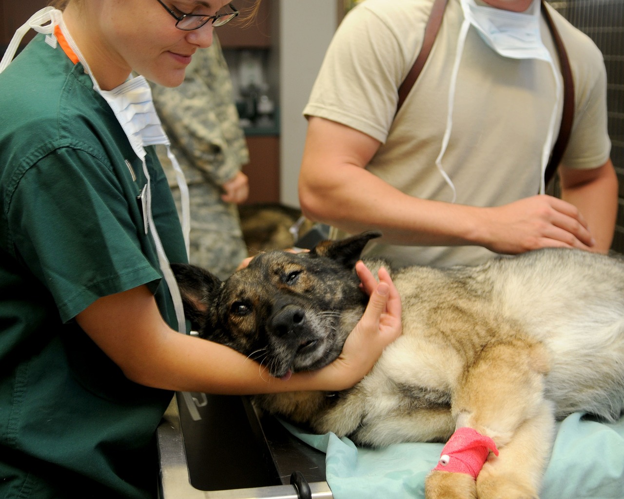 Operazione chirurgica del cane