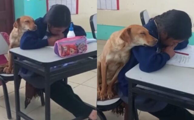 Il cane sostiene la bimba che studia così, accoccolandosi sopra di lei mentre fa i compiti (VIDEO)