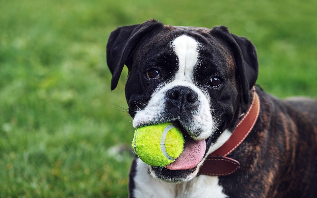 cane gioioso che gioca con una pallina gialla da tennis