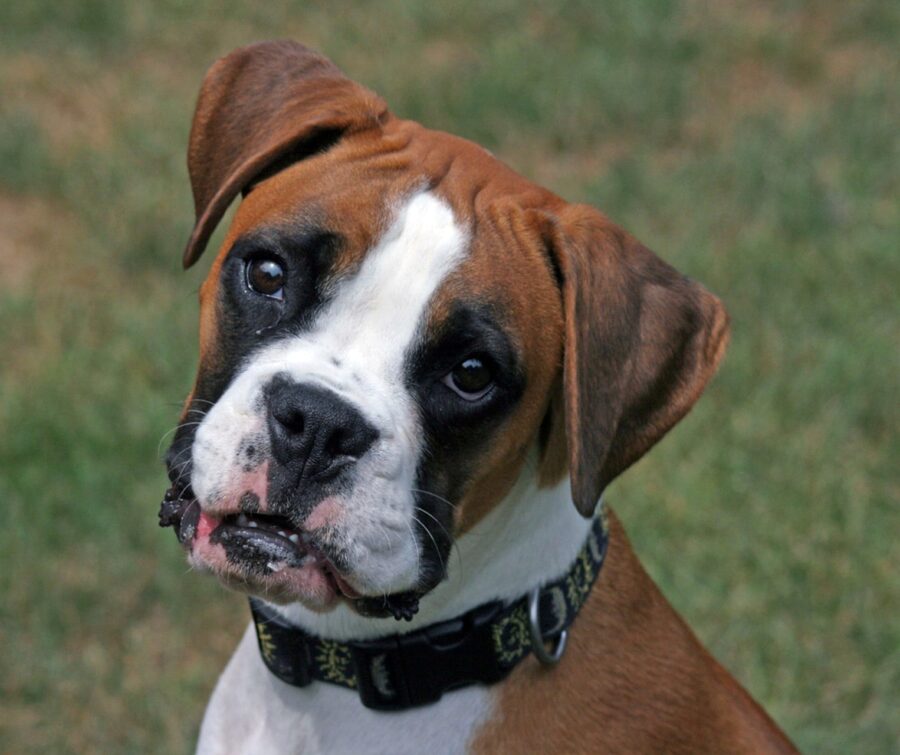 Boxer, dove tenerlo: cosa sapere su questo bellissimo cane