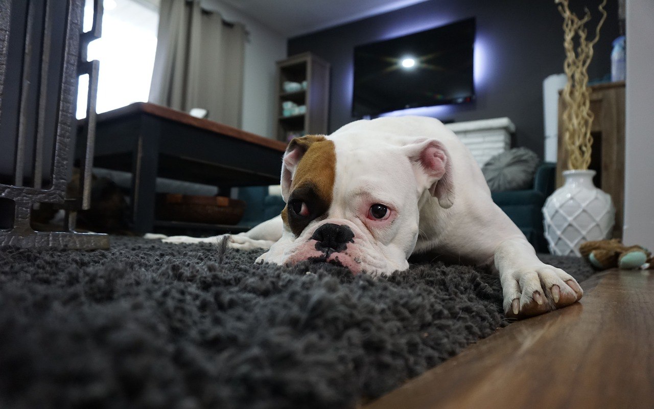 cane disteso sul tappeto morbido dentro il salotto di casa
