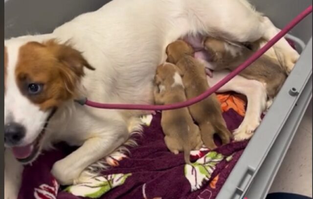 Cagnolina adotta 11 cuccioli abbandonati, prendendosi cura di loro