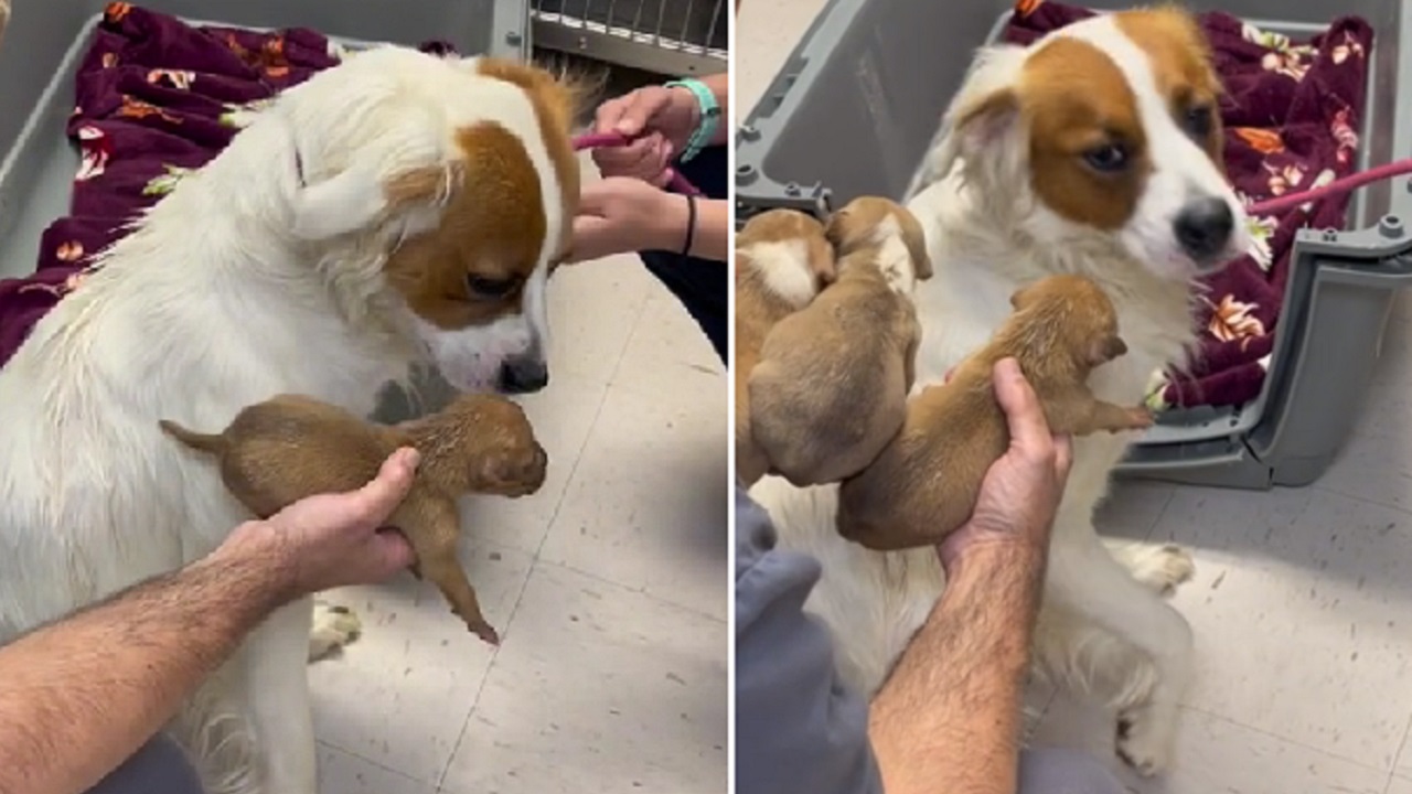 Cagnolina con i cuccioli adottati