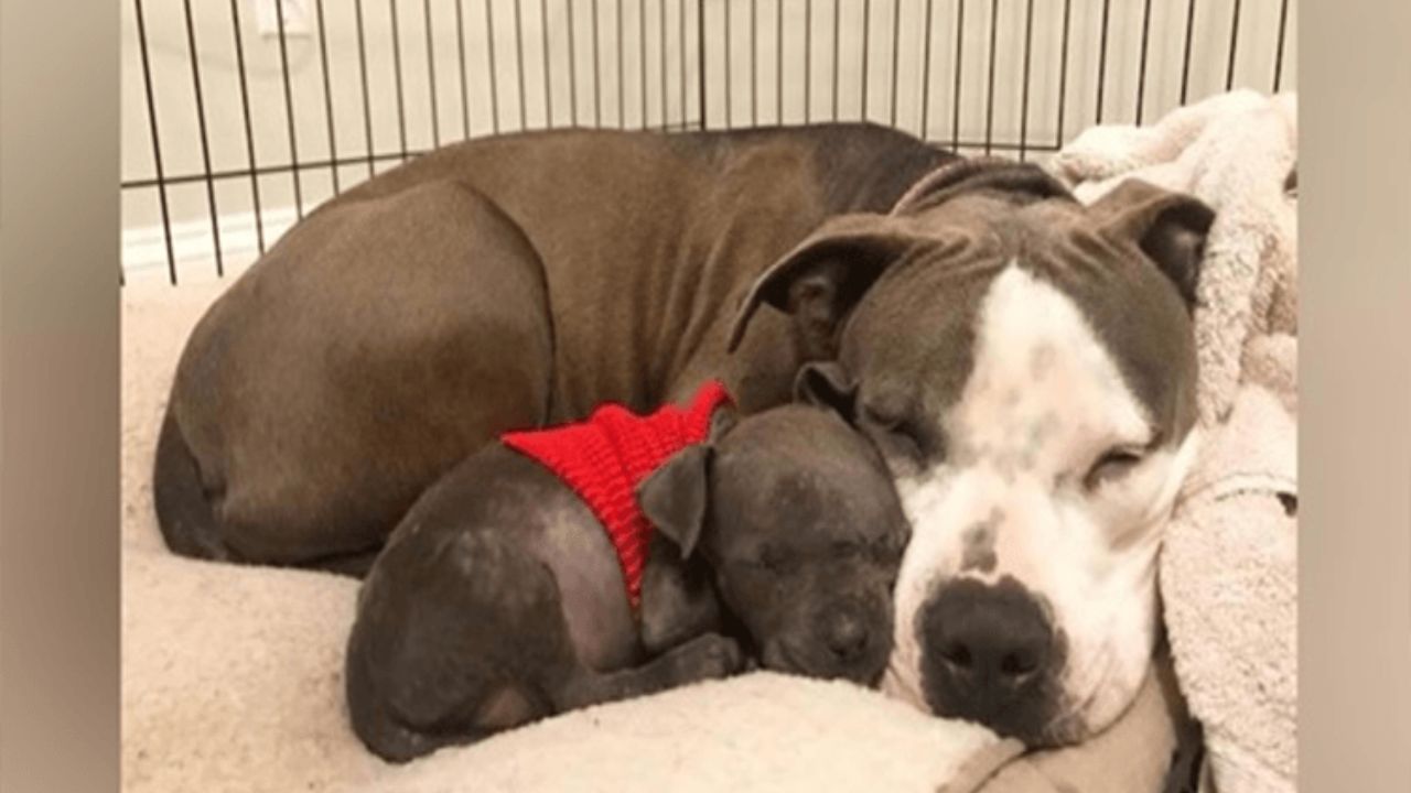 cagnolina adotta cucciolo