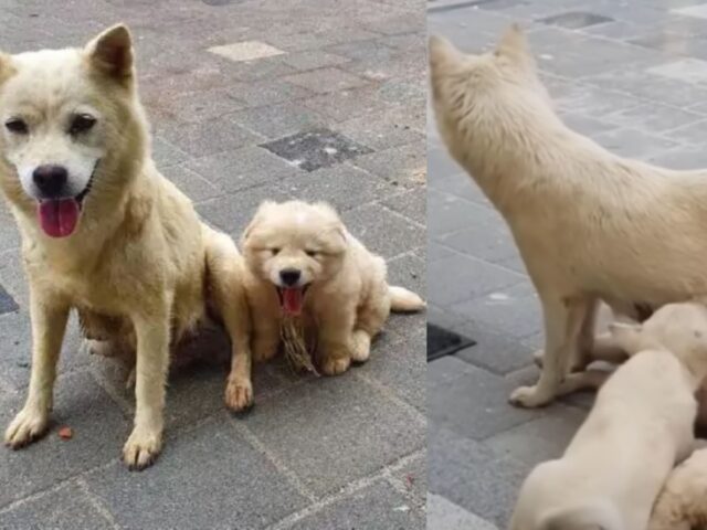 La cagnolina randagia ha fatto di tutto per proteggere i suoi cinque cuccioli dal freddo e dalla fame