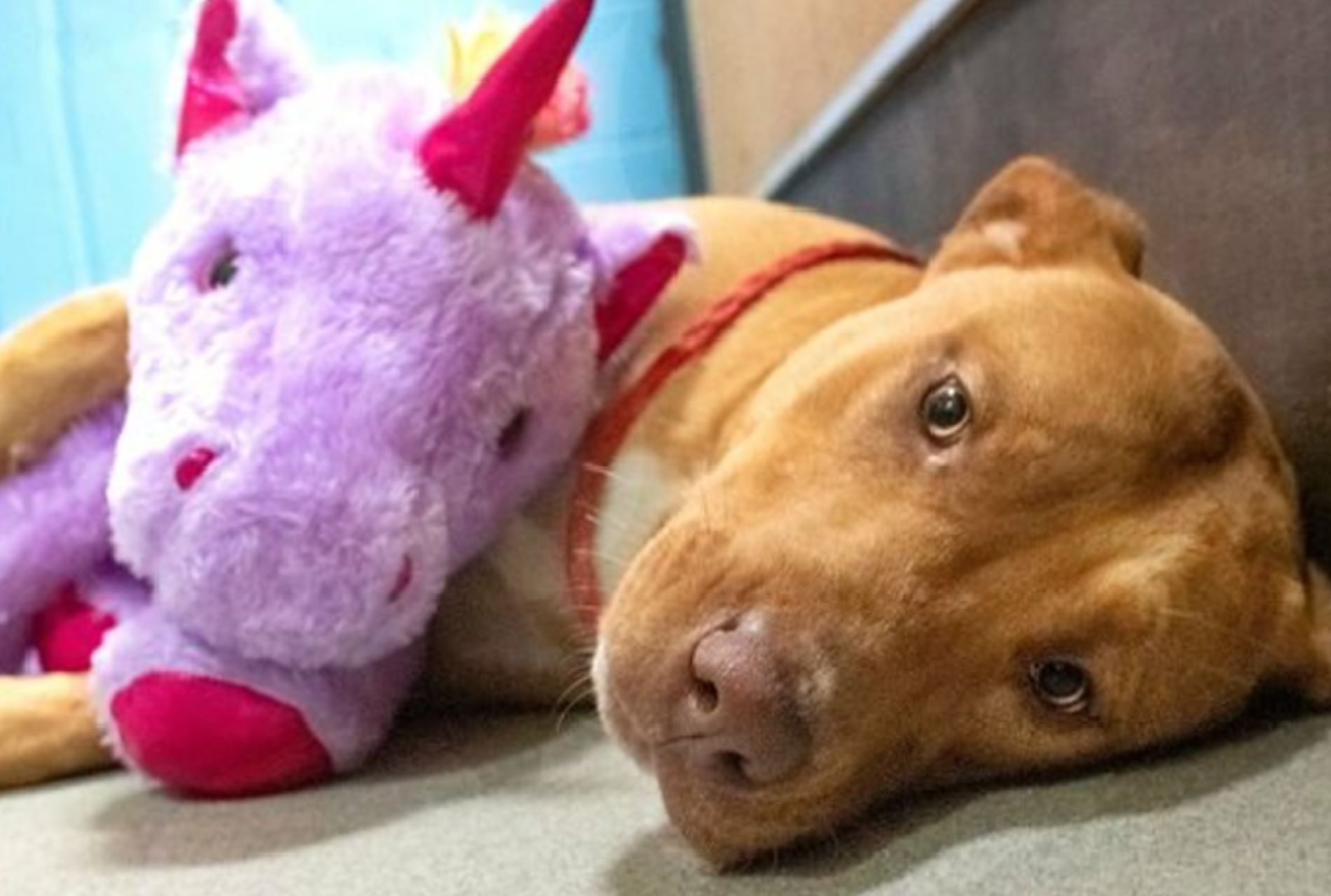 cagnolina con peluche