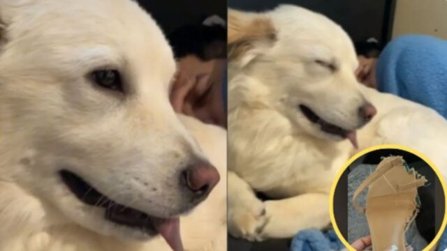 Pur di non essere sgridata, questa cagnolona si ostina a fingere di dormire