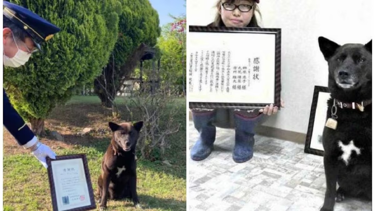 Cagnolina nera premiata