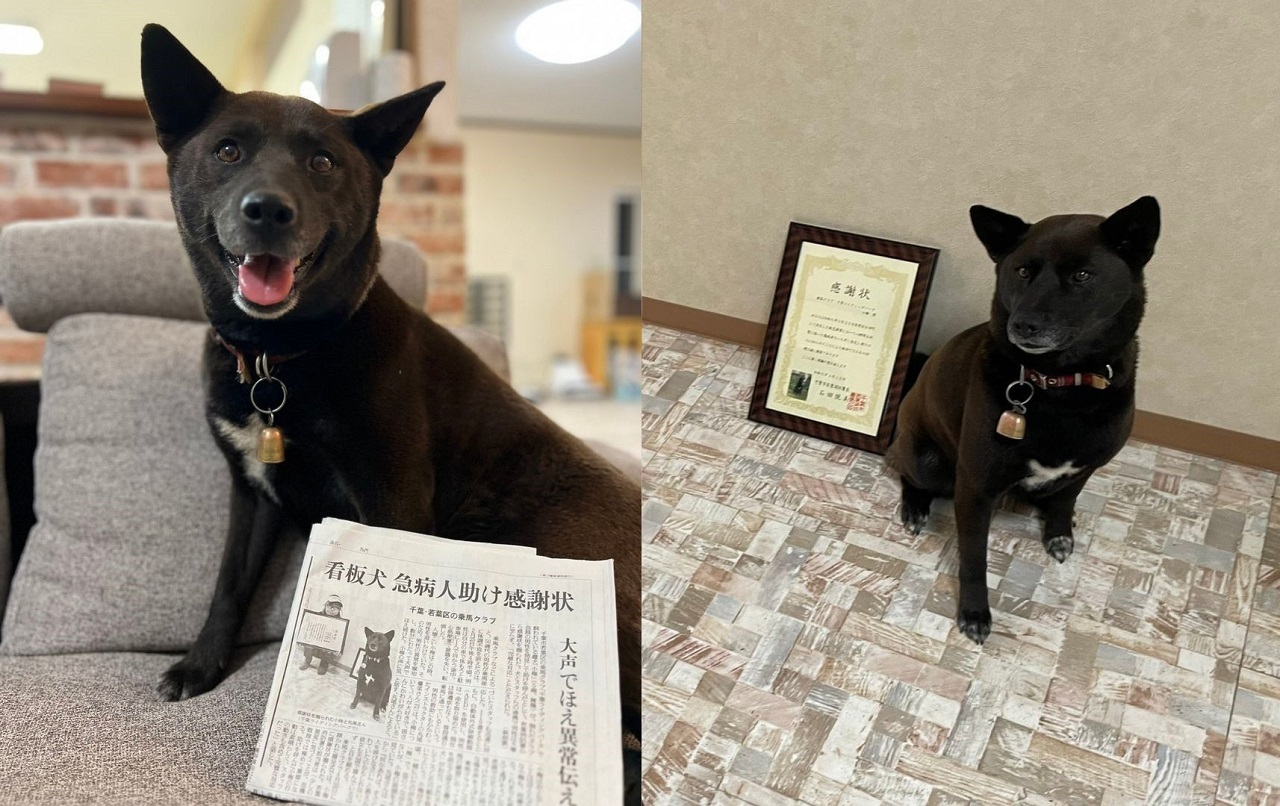 Cagnolina nera riconoscimento