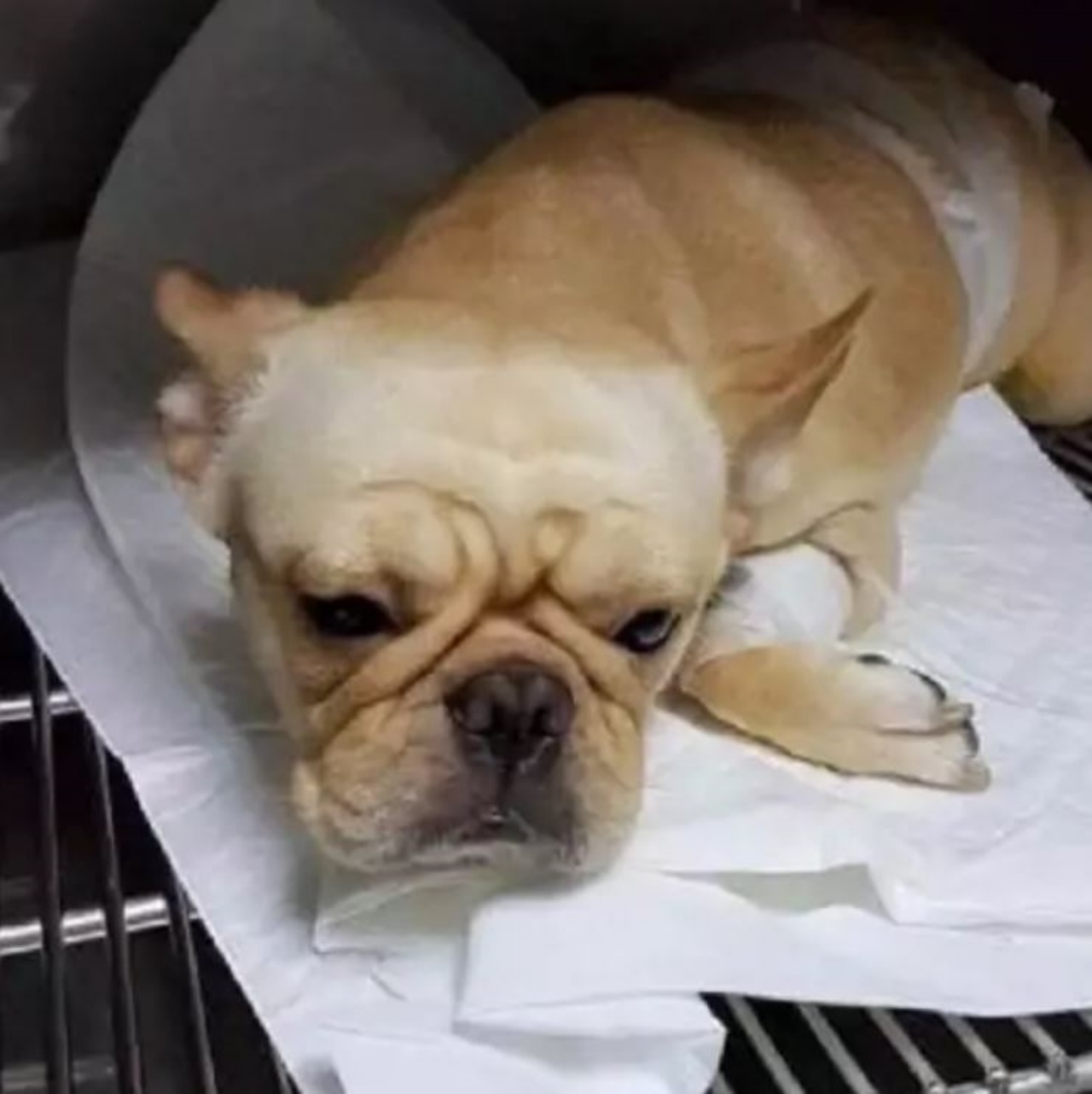Un cagnolino che sta male in clinica veterinaria