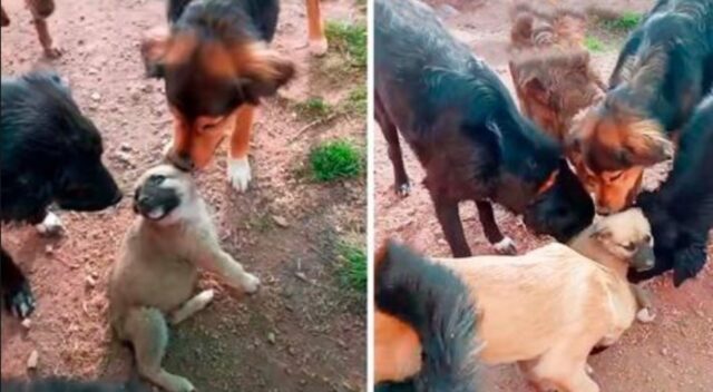 Il cucciolo di cane riceve il benvenuto più dolce da parte degli altri cani del rifugio