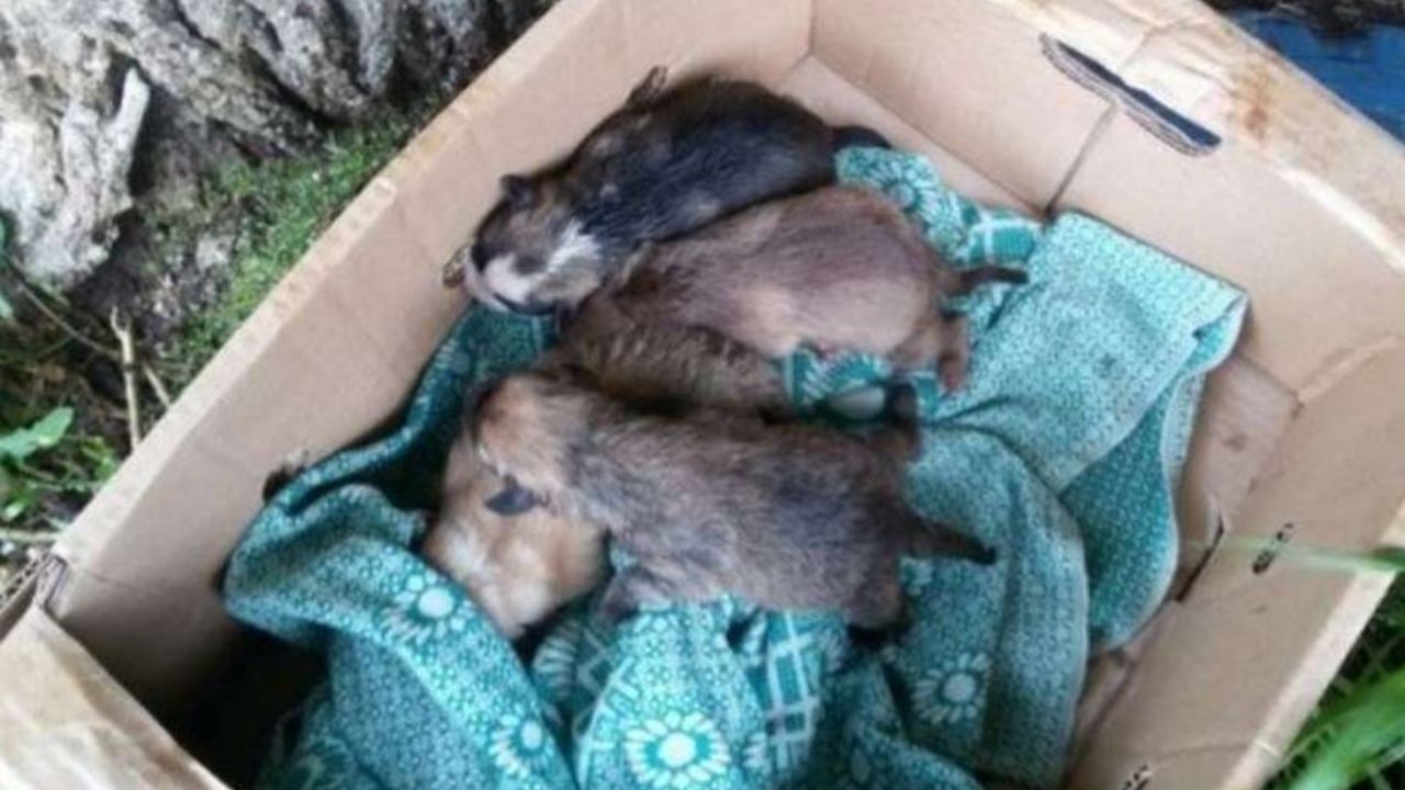 cagnolini piccoli bagnati