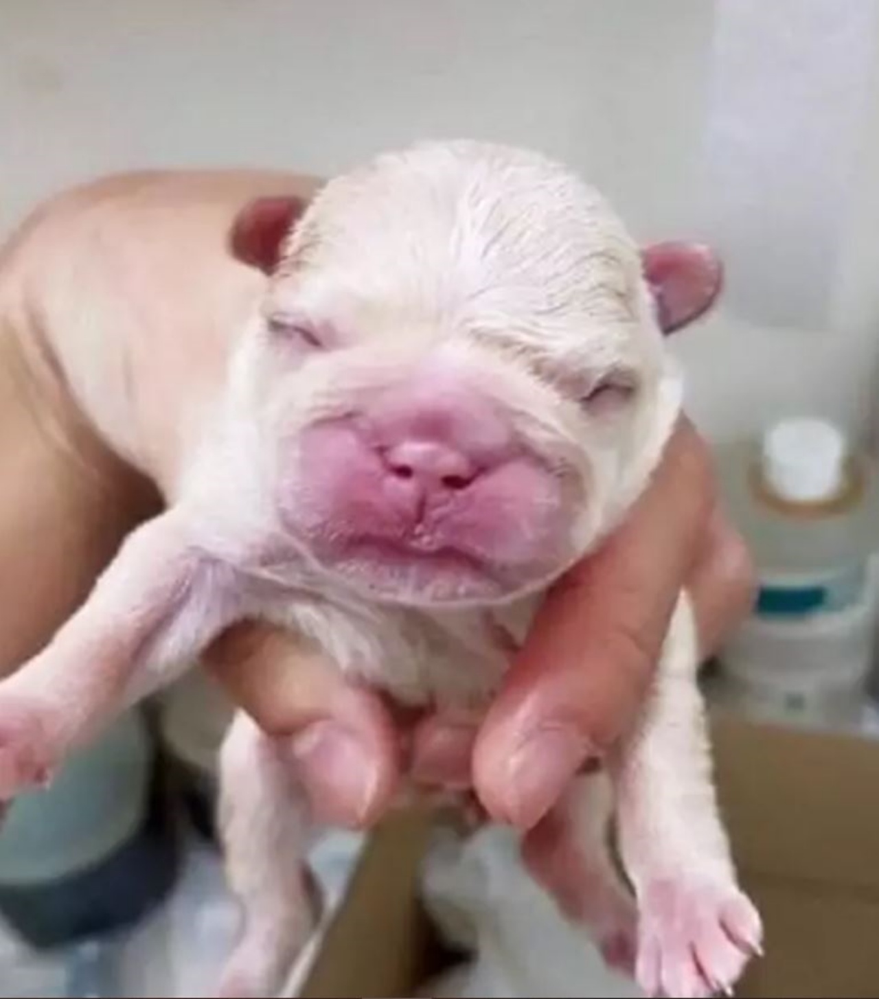 Un cagnolino nato da poco