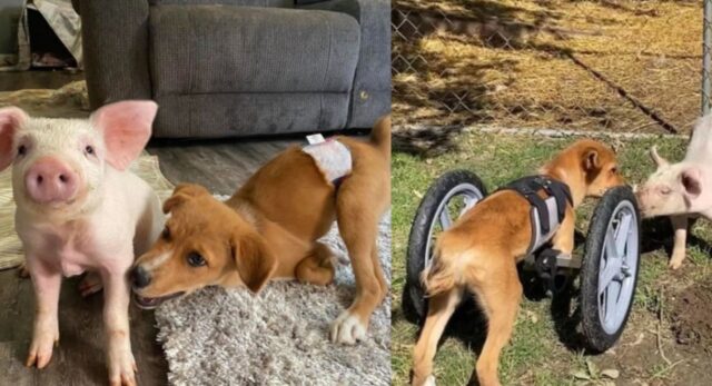 Tutti pensavano che fosse spacciato, invece questo cagnolino disabile ha trovato una nuova ragione di vita