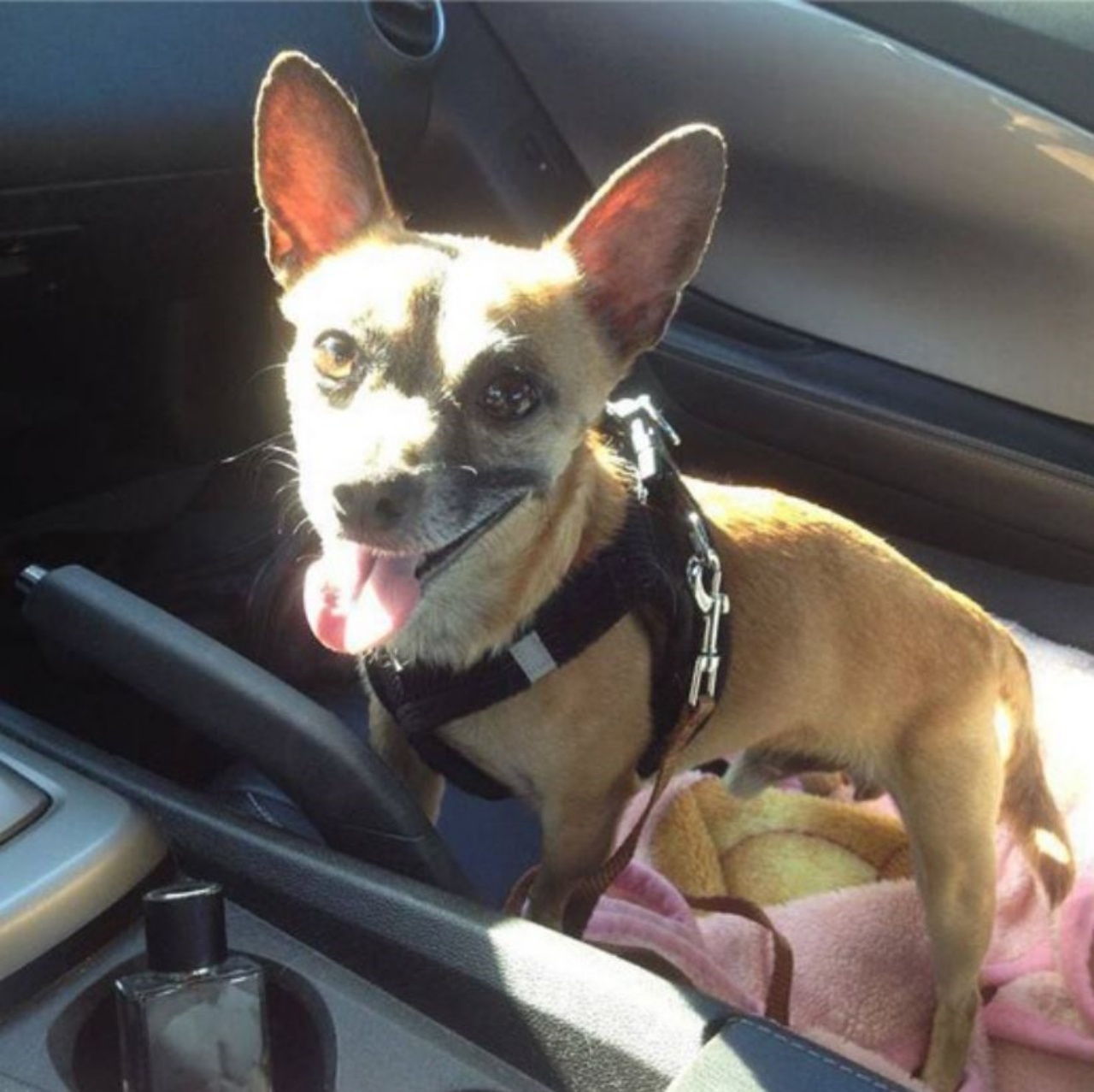 Un cane felice in un'auto