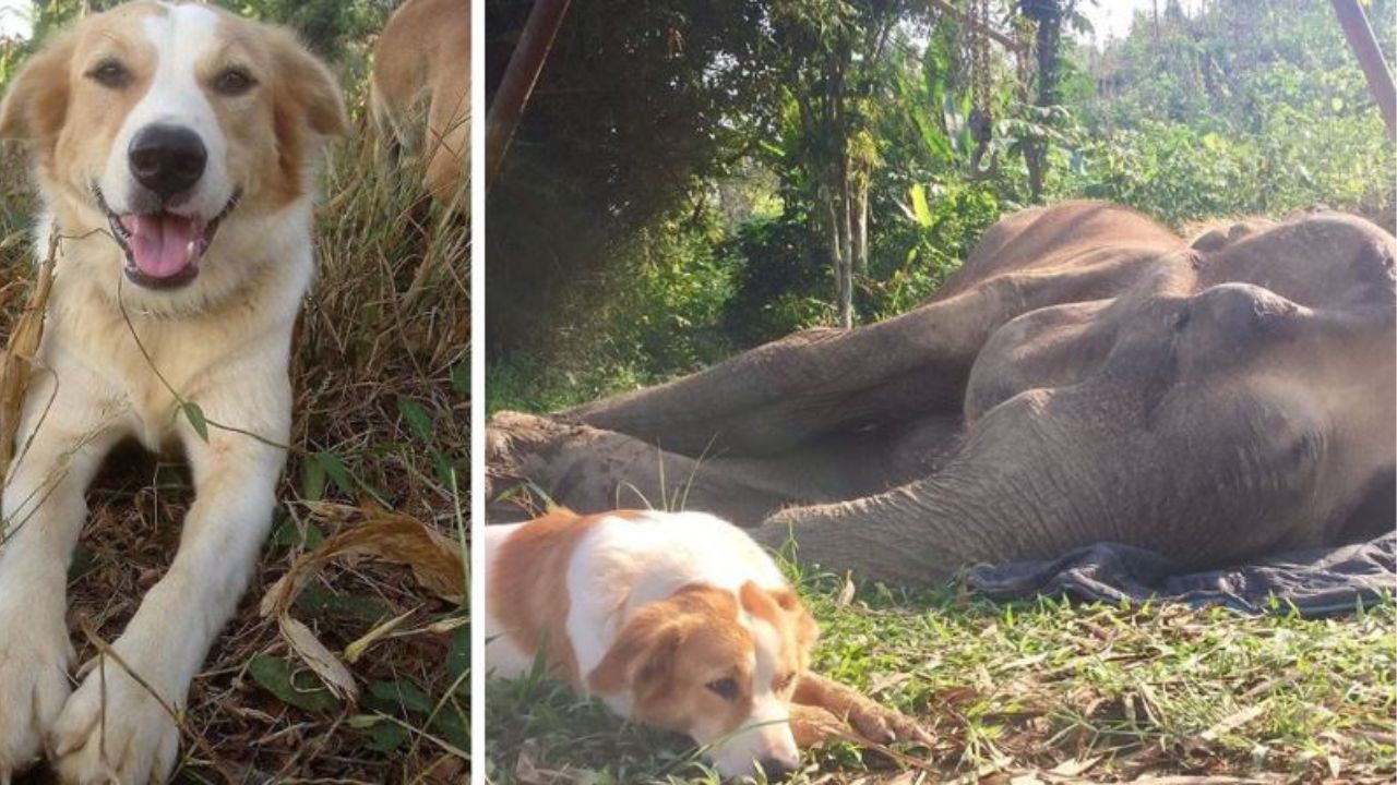 Un cane di nome Pancake vicino ad un elefante