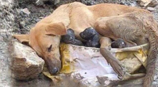 La cagnolina ha partorito in un cespuglio, stanca, provando a mettere i cuccioli al riparo dalla pioggia