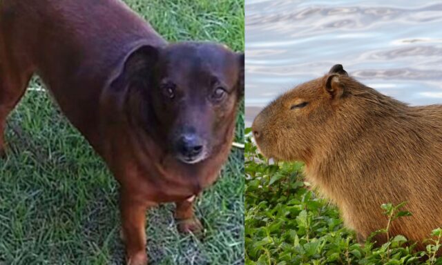 Cane diventato famoso ovunque perché spesso confuso con un Capibara? Vediamo di cosa si tratta