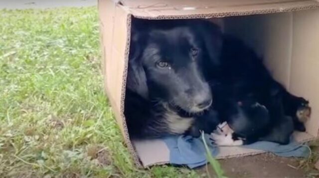 La mamma randagia si rannicchia in una scatola con i suoi cuccioli pur di tenerli al caldo