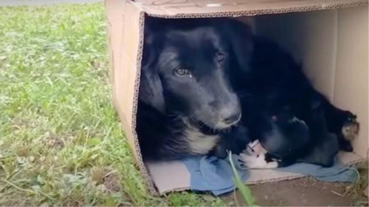 Una mamma cane con i suoi cuccioli