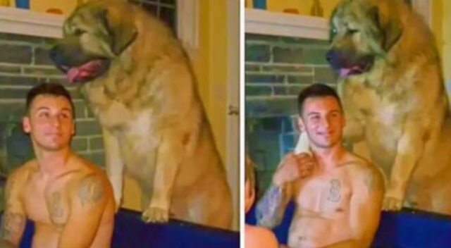 Il cane gigante sembra un vero duro, invece si prodiga in incredibili gesti d’affetto