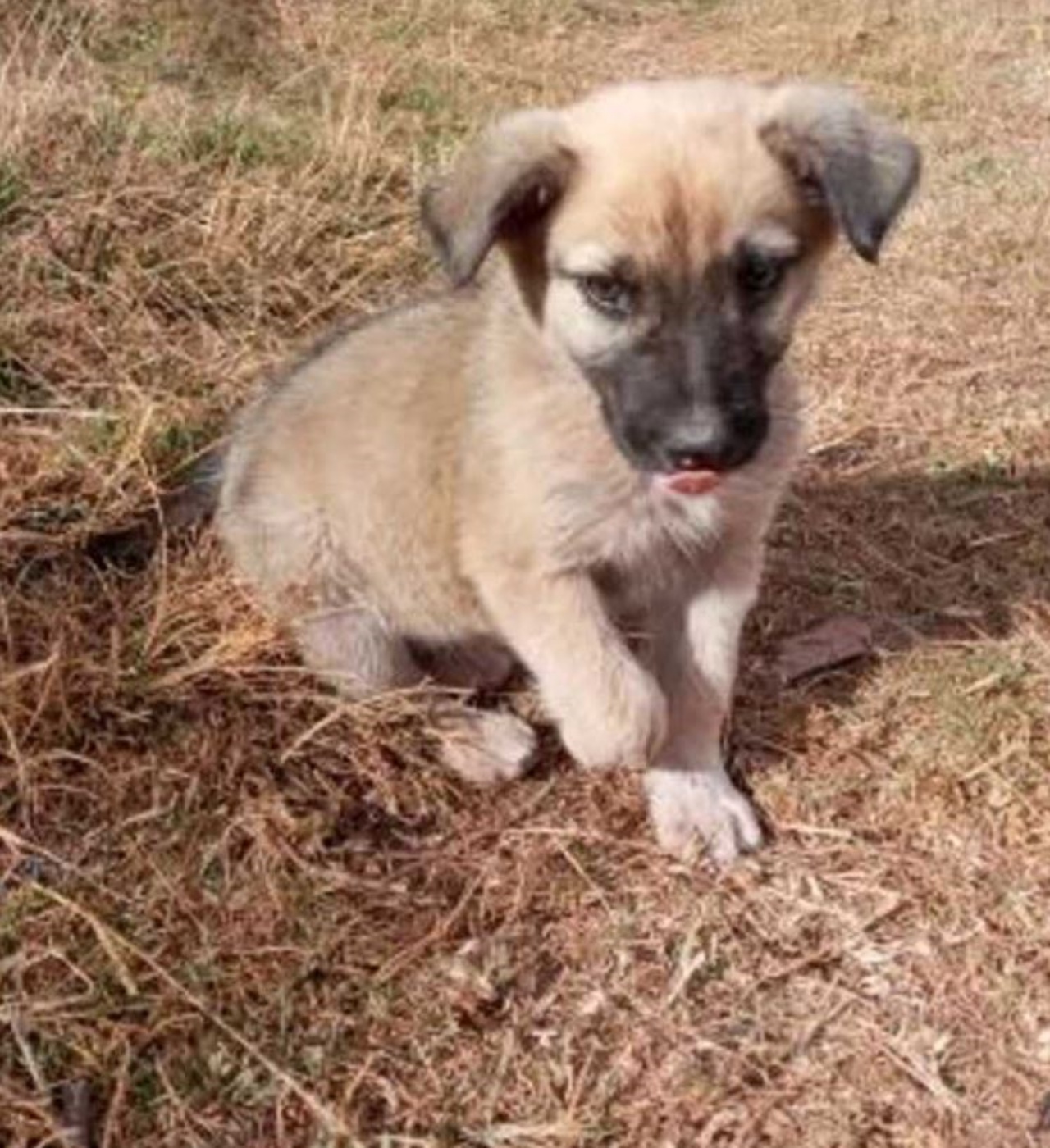 Un cagnolino seduto a terra