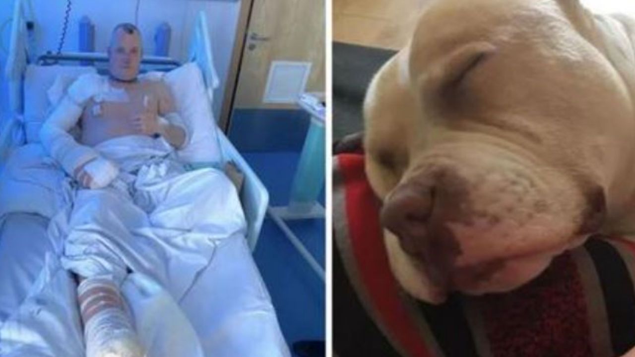 Un Pitbull che dorme e un uomo di nome Kevin in ospedale