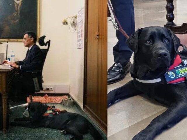 Questo cane sta facendo la storia: accompagna il suo padrone, un giudice, in ogni aspetto del suo lavoro