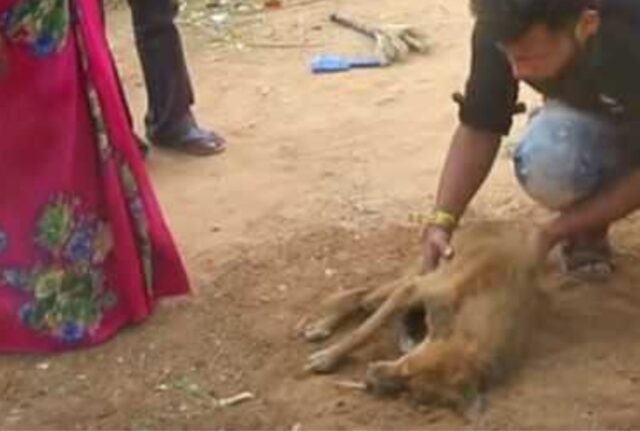 Denutrito e con la mascella rotta, questo cane si trasforma dopo aver ricevuto il trattamento che merita