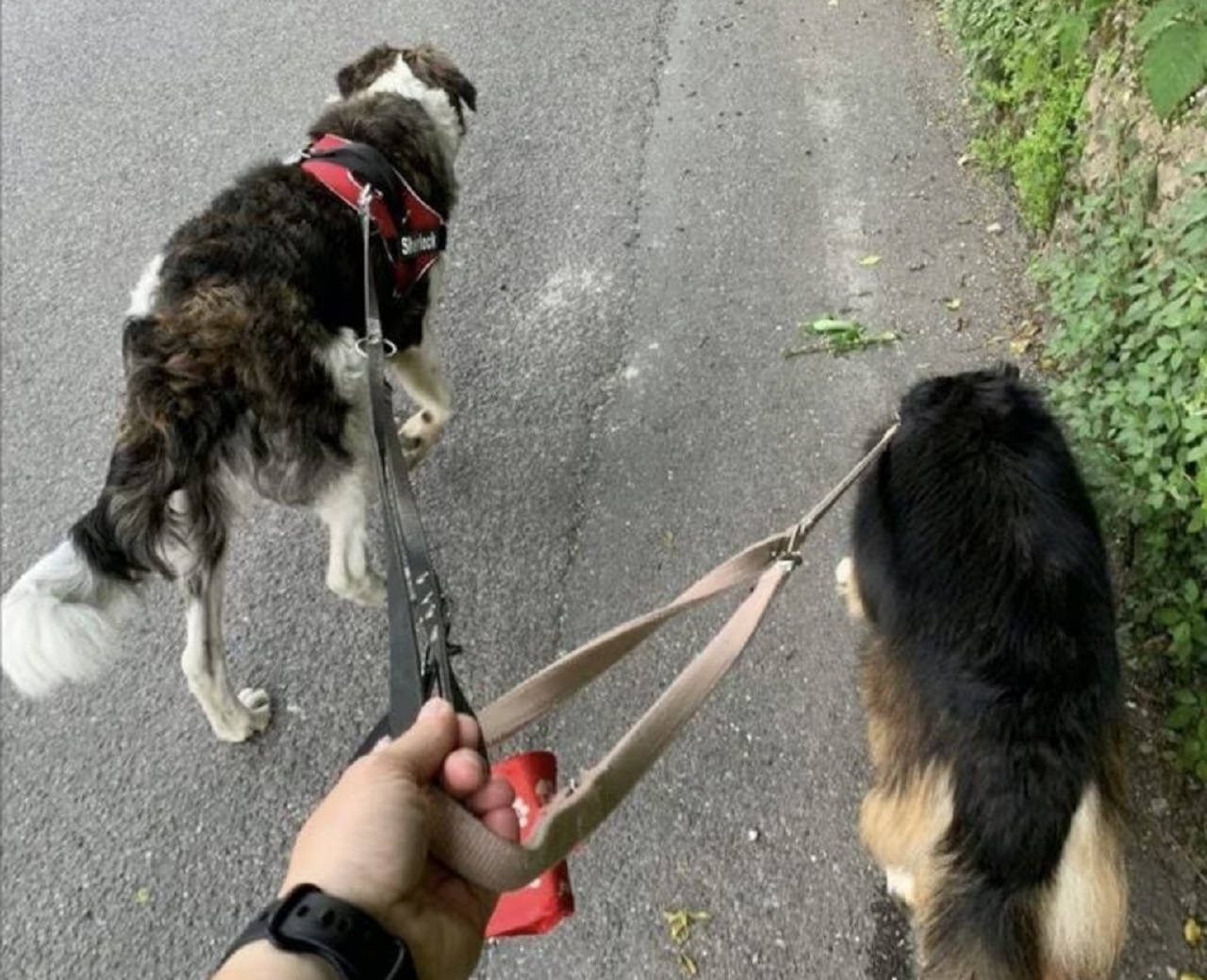 Cani al guinzaglio in strada