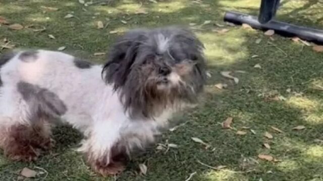 Cane abbandonato in strada dopo 10 anni: la storia di Sophie commuove tutti