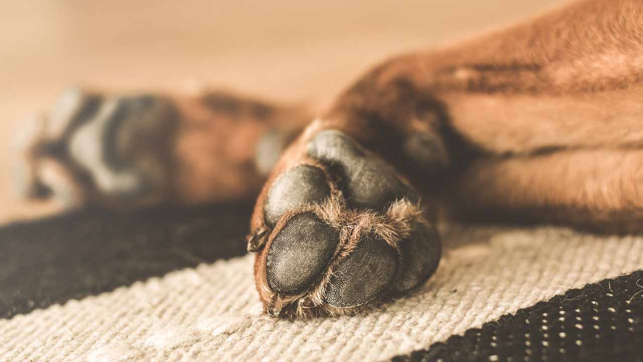 Zampa del cane per terra