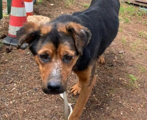 Cane abbandonato legato con una corda in campagna, la storia di Dea ha oggi un lieto fine