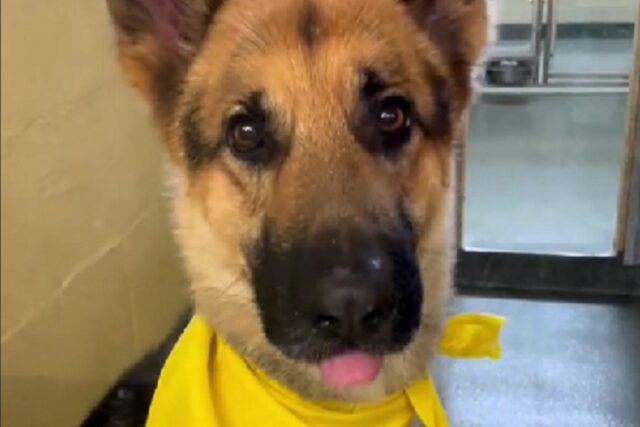 Cane allontanato per l’asma del bambino cerca ogni giorno la sua famiglia
