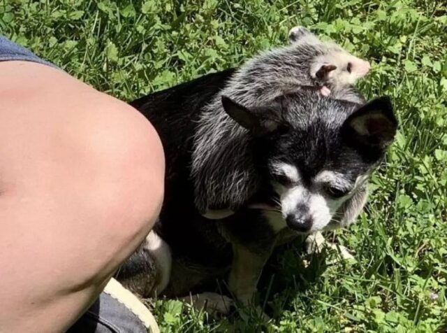 Opossum sulla schiena del cane
