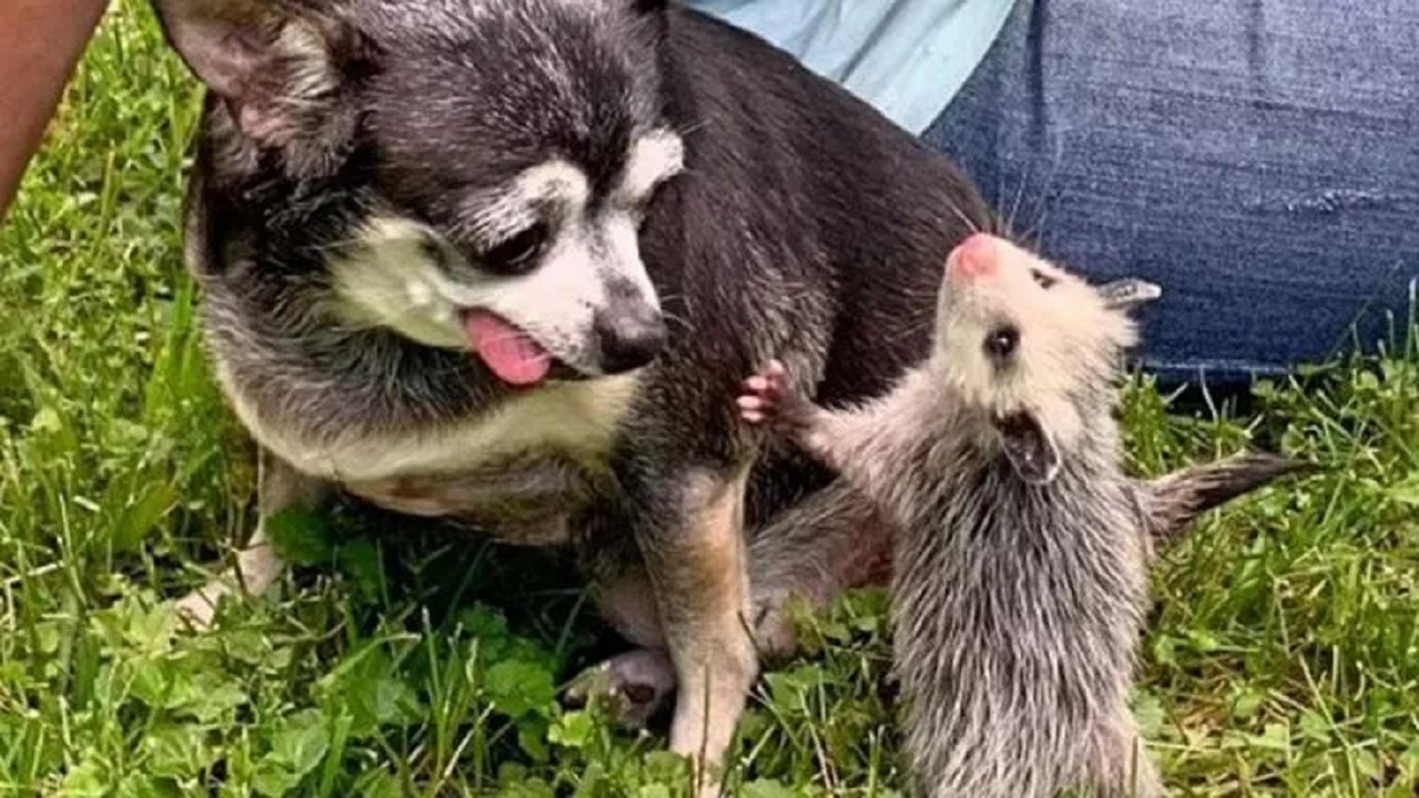 Cane gioca con l'opossum