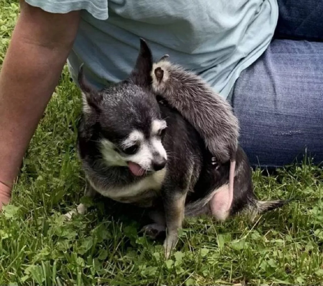 Il cane e l'opossum