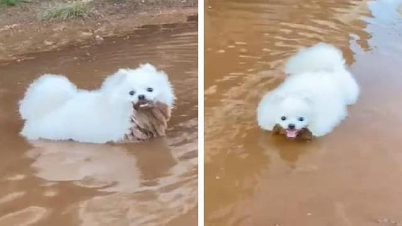 Cane bianco immerso nel fango